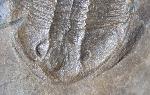 Ogyginus corndensis (MURCHISON 1839) - Bild © FossNet FossilienStore